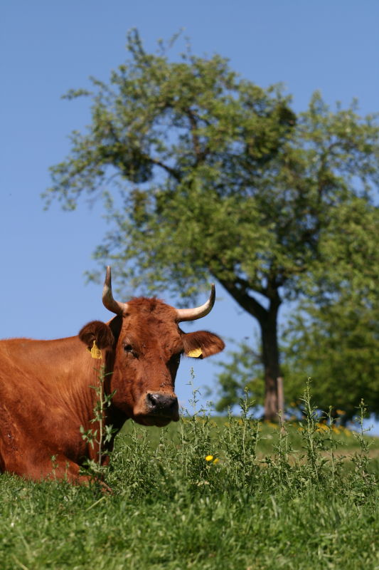 Mit Klick schlie&szlig;en