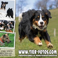 Flyer: tier-fotos.com